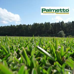 Palmetto Premium Turf