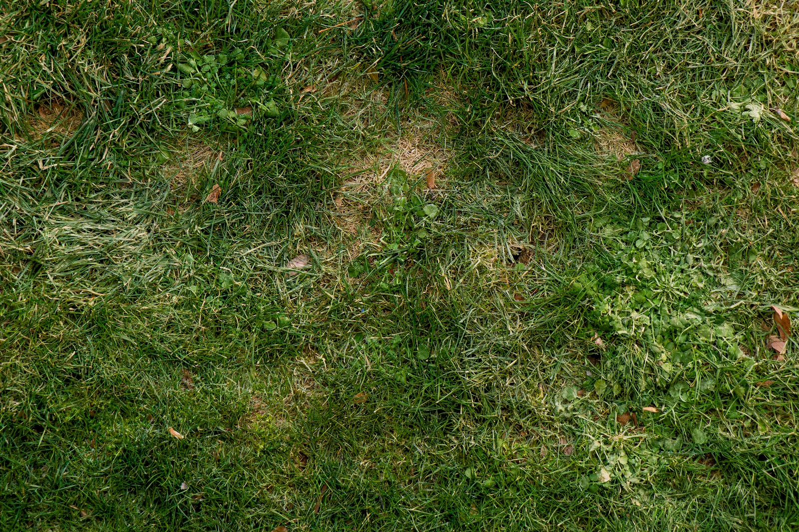 a close up of a green grass field